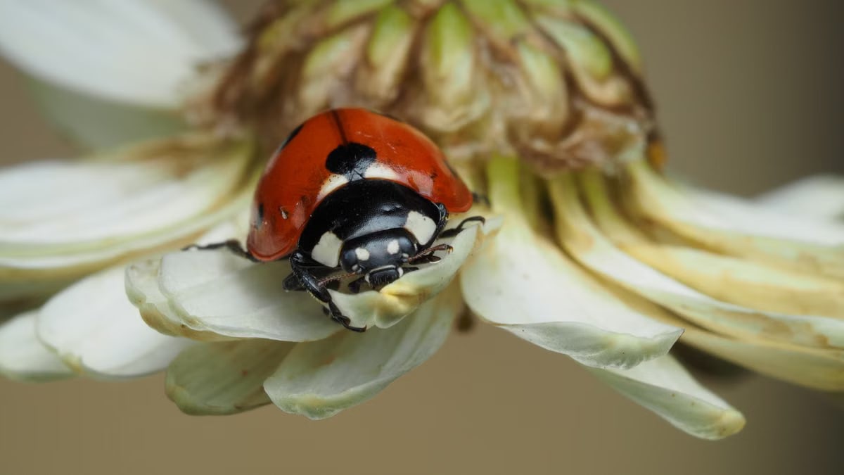 I benefici della meditazione quotidiana